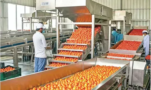 Tomato unit in Kurnool district to commence operations soon