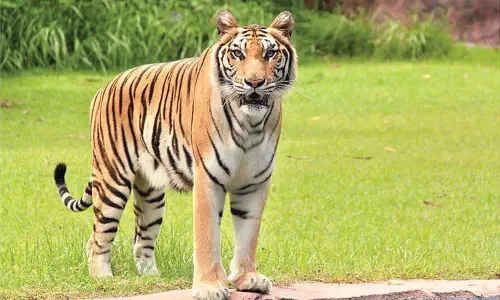 Tiger spotted in Seshachalam Hills after nearly a century
