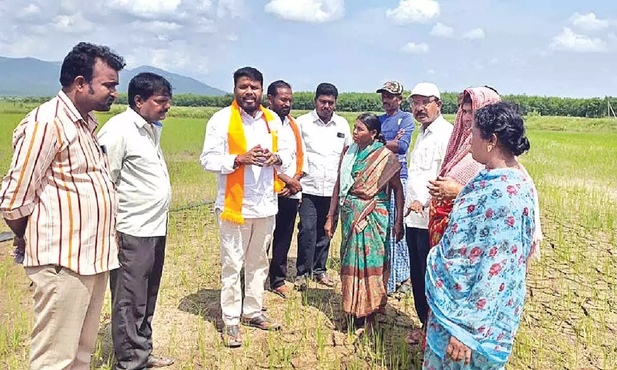 Urea shortage hits farmers hard in Tallada