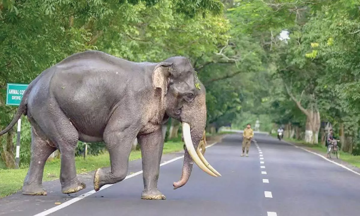 Wild elephant blocks traffic on Charmadi Ghat