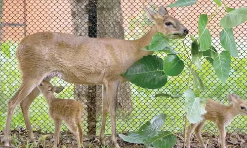 Seven species of newborns at Visakhapatnam Zoo