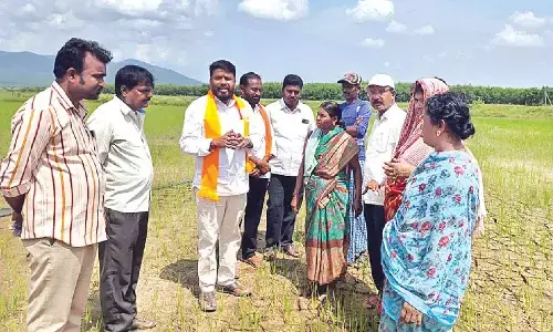 Urea shortage hits farmers hard in Tallada