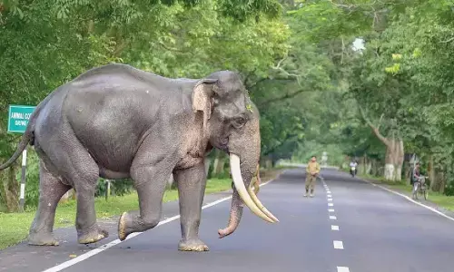 Wild elephant blocks traffic on Charmadi Ghat
