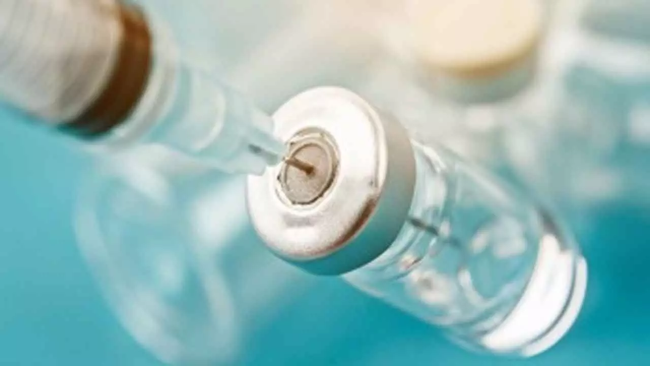 Australia approves world-first vaccine to save koalas from chlamydia