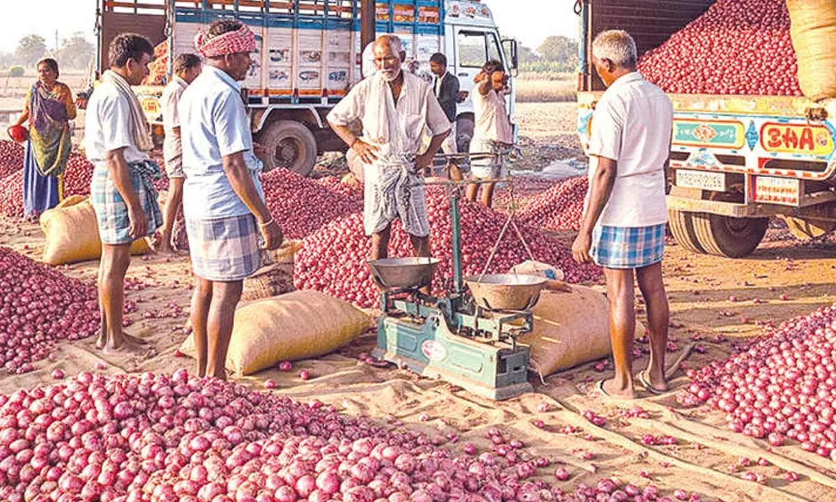 Onion prices witness steep fall, sell at Rs 12 a kg Onion prices witness steep fall, sell at Rs 12 a kg