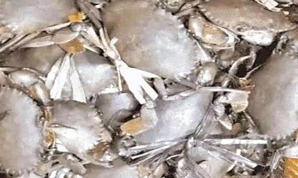 Mud crab hatchery to be set up in Paradip