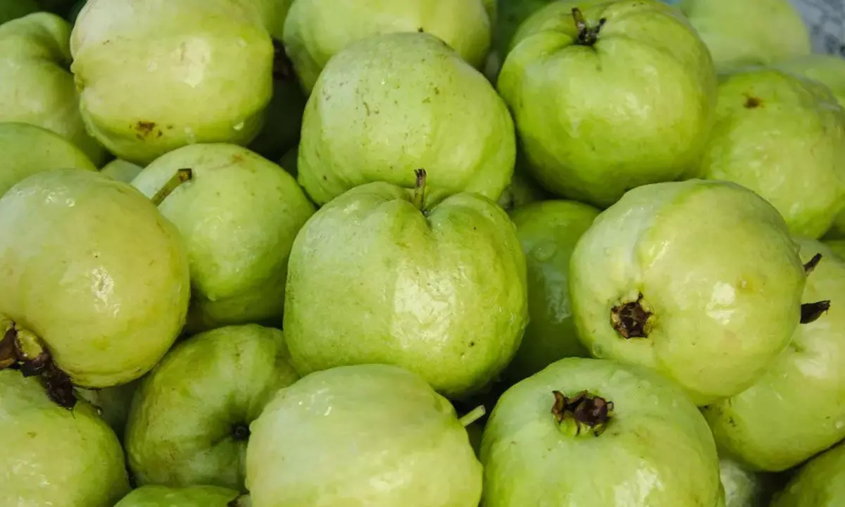 Smart Tips To Choose The Sweetest Guava Every Time Smart Tips To Choose The Sweetest Guava Every Time