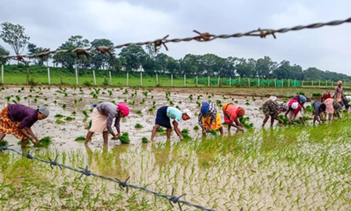 Rs 6.64 cr credited into capital farmers’ accounts