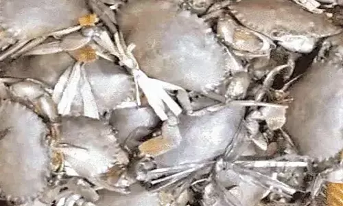 Mud crab hatchery to be set up in Paradip