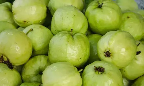 Smart Tips To Choose The Sweetest Guava Every Time