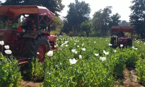 Centre paves way for more farmers to benefit from opium poppy cultivation