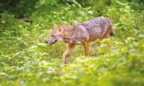 Infant killed, woman hurt in wild animal attacks