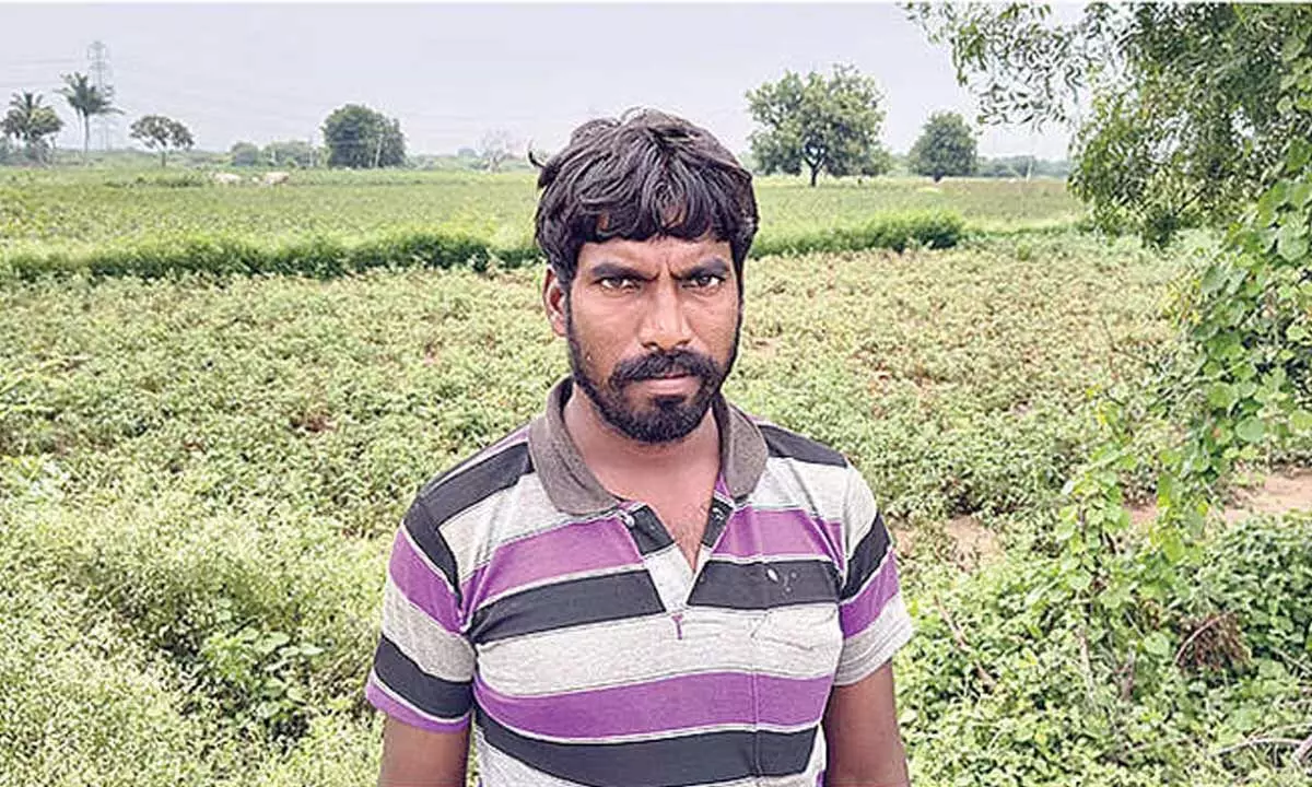 Fall in tomato prices hit farmers hard Fall in tomato prices hit farmers hard