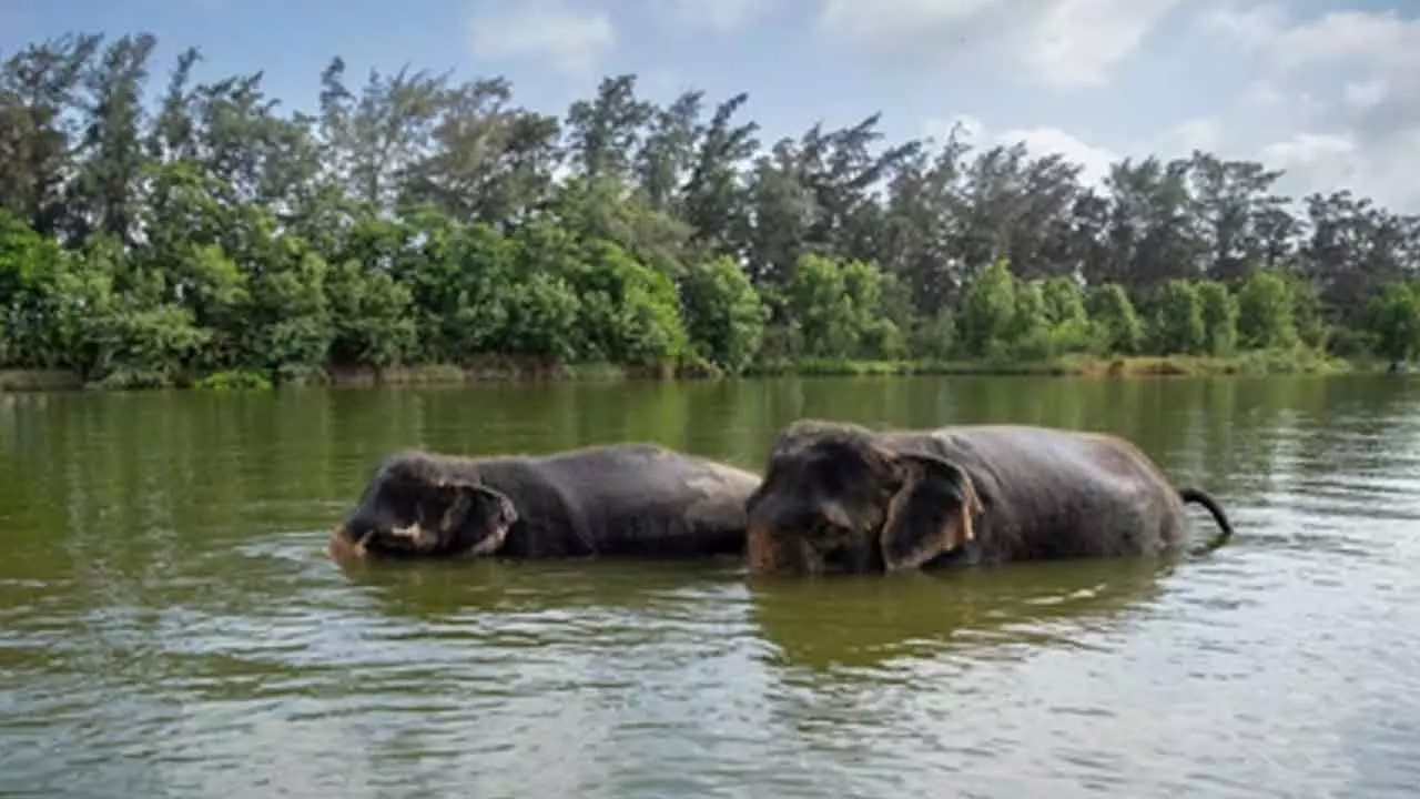 SC to hear tomorrow PIL seeking probe into unlawful captivity of elephants at Vantara