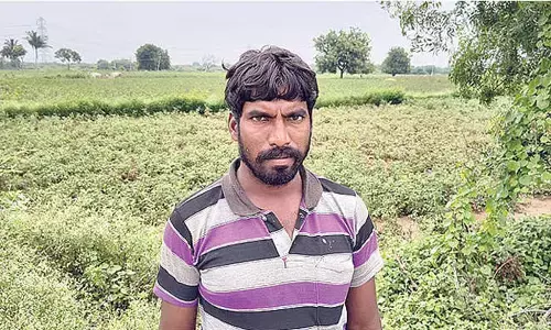 Fall in tomato prices hit farmers hard