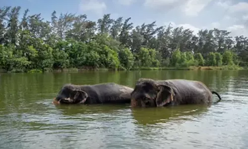 SC to hear tomorrow PIL seeking probe into unlawful captivity of elephants at Vantara