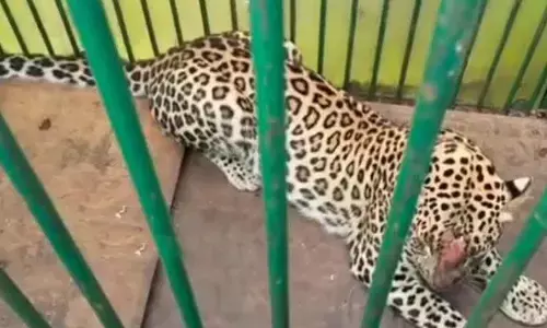 Leopard Finally Trapped After Two-Month Forest Department Operation in Mahabubnagar