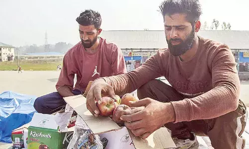 Kashmir apple growers, traders protest closure
