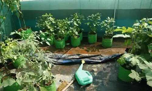 Coimbatore Corporation to launch rooftop garden as part of green drive
