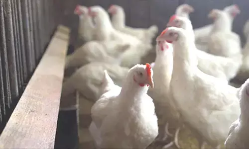 US confirms highly pathogenic avian flu in Nebraska dairy herd