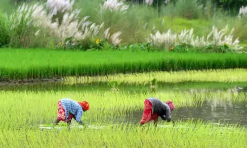 AI Forecasts Help 38 Million Indian Farmers Plan Crops Ahead of Monsoon