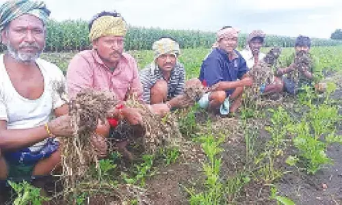 Garlic farmers in Haveri hit hard as prices crash and rains ruin crops