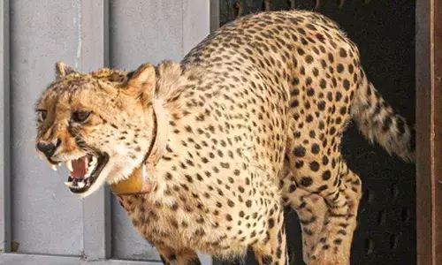 MP to release today female cheetah Dheera in Gandhi Sagar sanctuary
