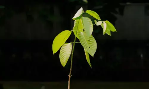 King Charles gifts Kadamb tree sapling to PM Modi on his 75th birthday