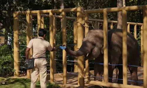 Vantara Sets the World Benchmark for Animal Care