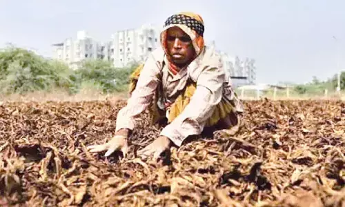 High tobacco prices bring cheer to farmers