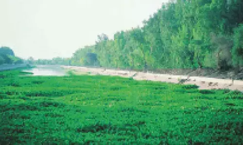 Urgent policy protection needed for deserts, grasslands in Raj