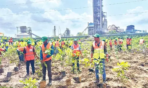 Dalmia Cement plants 30K trees