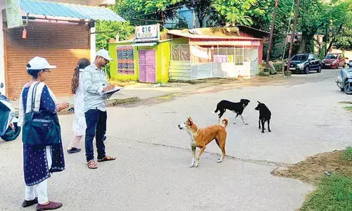 Stray dog census begins in Bhubaneswar