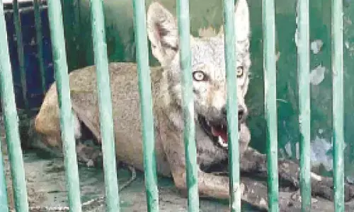 Wolf attacks terrorise Bahraich, 2 children mauled to death