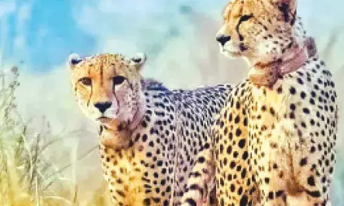 Stone laid for Leopard Safari project in Ajmer