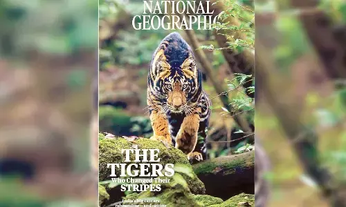 CM hails Similipal’s black tiger getting featured on National Geographic