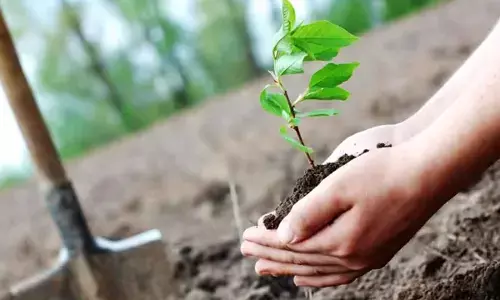 SignDesk celebrates 10 yrs with massive tree plantation