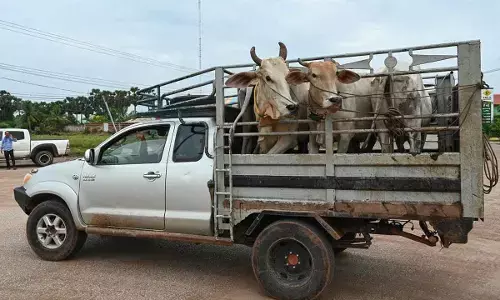 5 arrested for illegal cow slaughter in Nuh village
