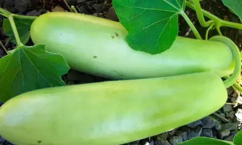 Bottle gourd: A healthy vegetable with hidden risks