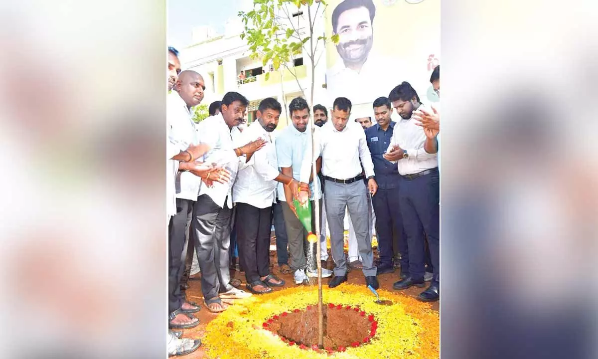 Collector plants saplings