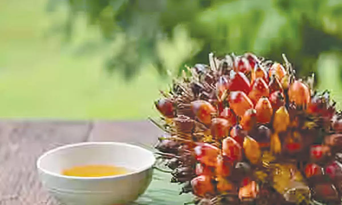 Revanth to inaugurate palm oil factory in Siddipet soon