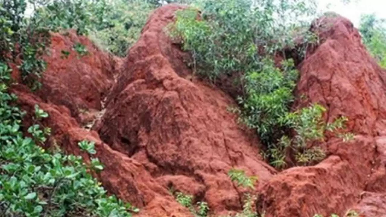 A look at India’s 7 natural heritage locations, picked up as UNESCO’s world heritage sites A look at India’s 7 natural heritage locations, picked up as UNESCO’s world heritage sites