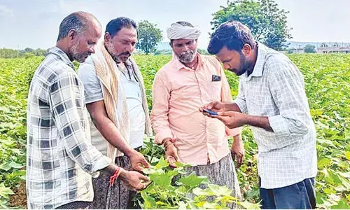 Farmers to get guidance through SMSes