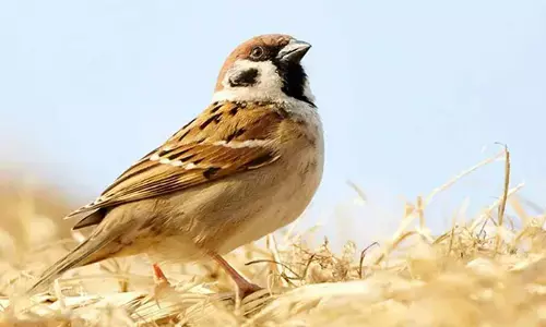 3K run organised on World Sparrow Day