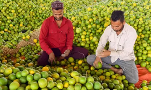 Clean Plant Programme to strengthen India’s horticulture, empower farmers