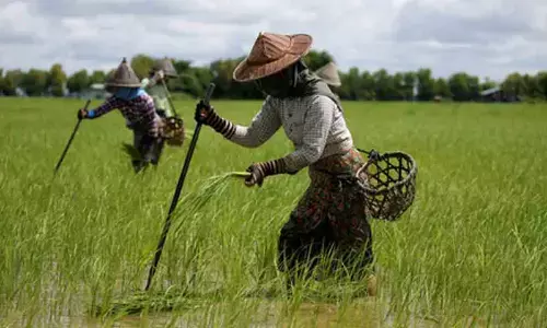 Myanmar to increase rice exports in second half of FY25-26