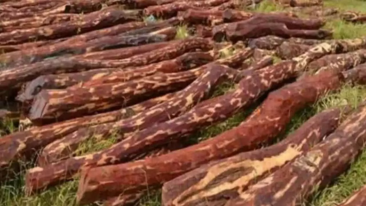 Sandalwood thieves in devotees’ disguise nabbed at MM Hills