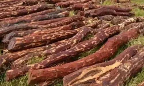 Sandalwood thieves in devotees’ disguise nabbed at MM Hills