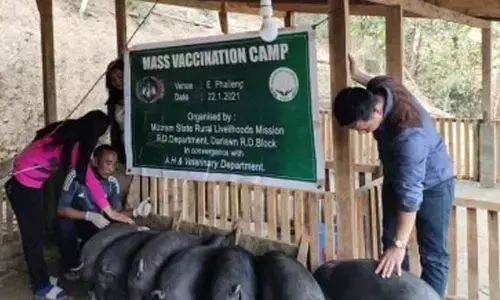 African swine fever outbreak in Mizoram: Over 9,380 pigs dead, 3,690 culled in seven months