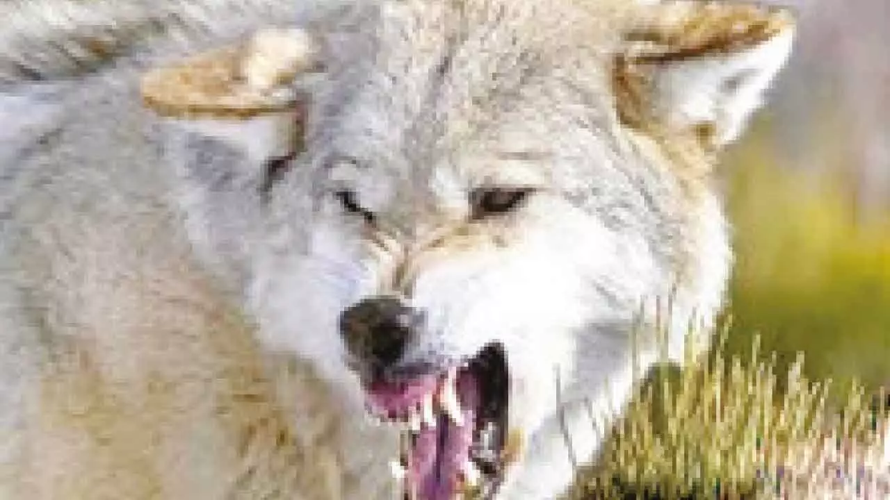 Elderly couple killed in suspected wolf attack Elderly couple killed in suspected wolf attack